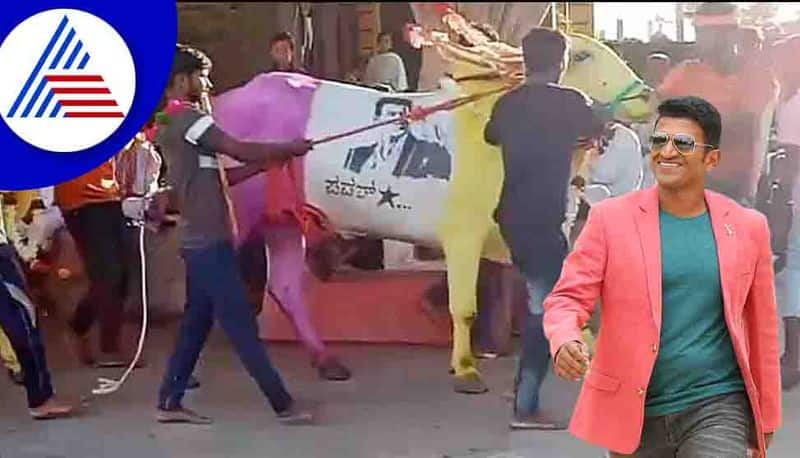 Full moon day Farmer paints Puneeth Rajkumar on his ox takes it to procession in Vijayapura vcs