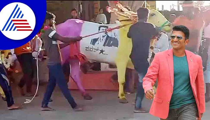 Full moon day Farmer paints Puneeth Rajkumar on his ox takes it to procession in Vijayapura vcs