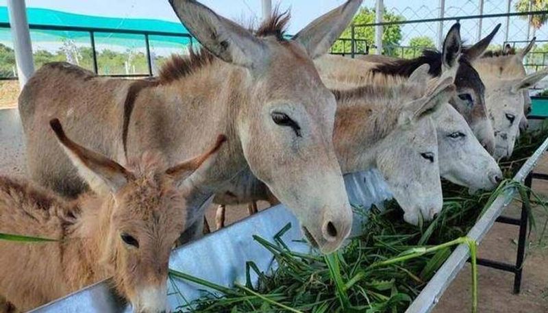 man starts donkey farm earns lakhs 