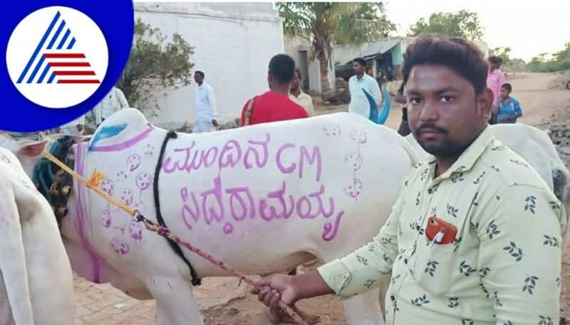 Siddaramaiah next CM of Karnataka painted ox  at koppal gow