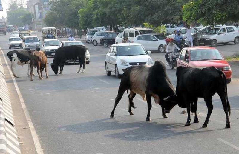 coimbatore corporation warns that fine for owners of cows that obstruct traffic 