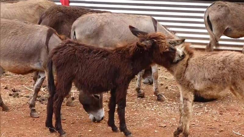 donkey milk: Worlds Most Expensive Paneer is Sold For Rs 80,000 Per Kg: why?