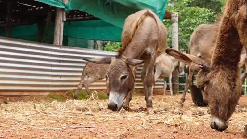 donkey milk: Worlds Most Expensive Paneer is Sold For Rs 80,000 Per Kg: why?