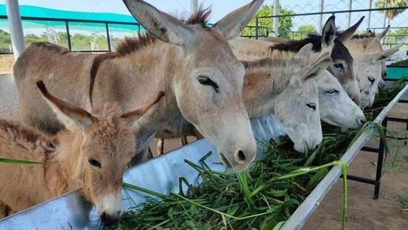 Business Ideas: Shocking business Vijayawada couple earning crores with donkey milk...business with foreign countries too MKA