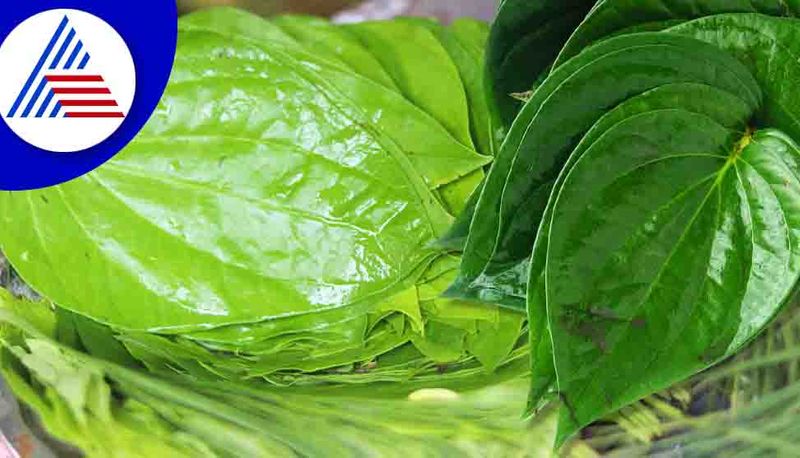 Betel leaves for male infertility..and many more benefits..