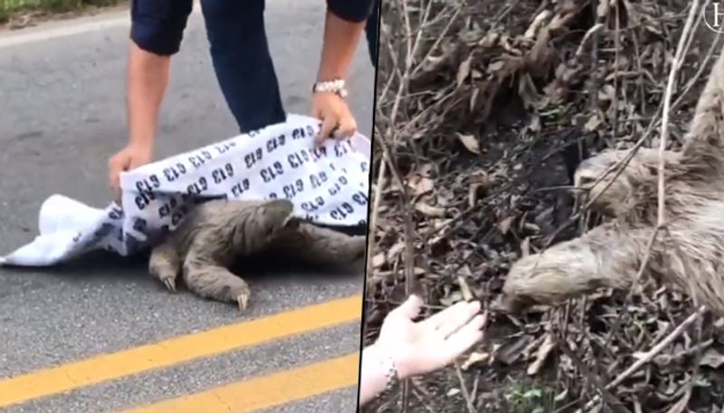 Sloth bear gives a high-five to human; watch the adorable video - gps