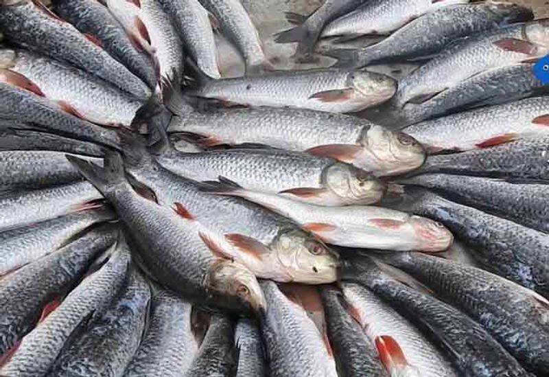 Rain Effect fish price double In Udupi rbj