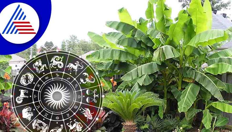 importance of banana tree in astrology