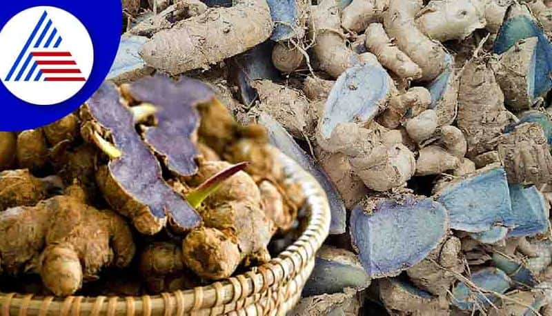 Discover the amazing health benefits of Black Turmeric: Nature's powerful healing herb unveiled NTI