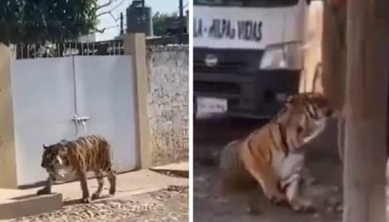 bengal tiger wandering around residential area 