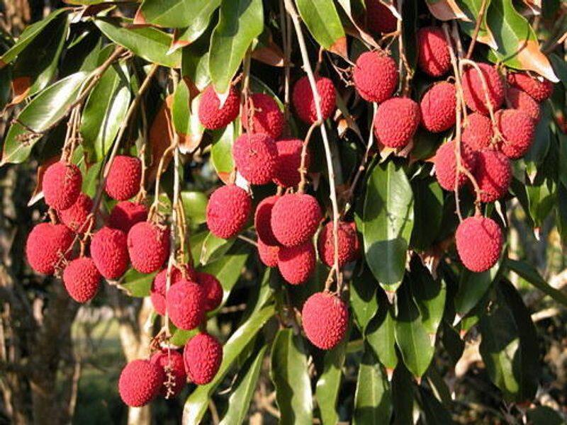 Lychee seeds health benefits: Know their nutrition, risks and more ADC