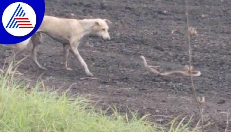 Dog and Snake Fighting Video Goes on Viral grg