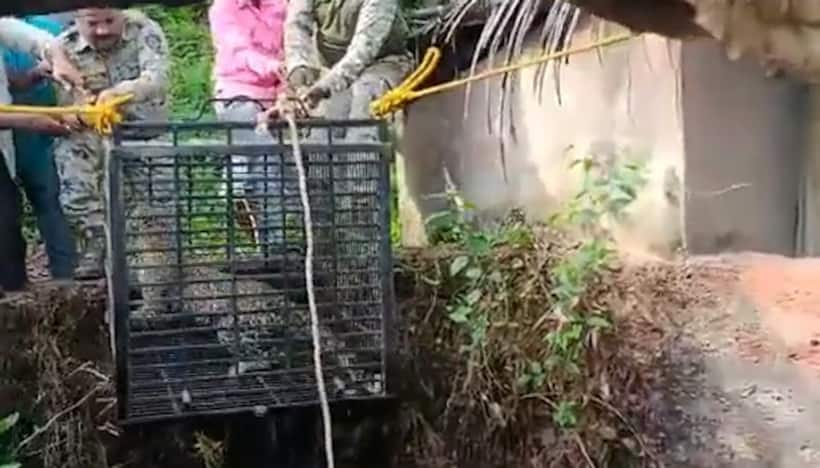 Watch: Forest officials rescue leopard that fell in open well