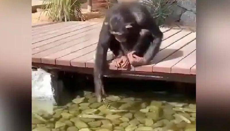 chimpanzee feeds fish watch this adorable video 