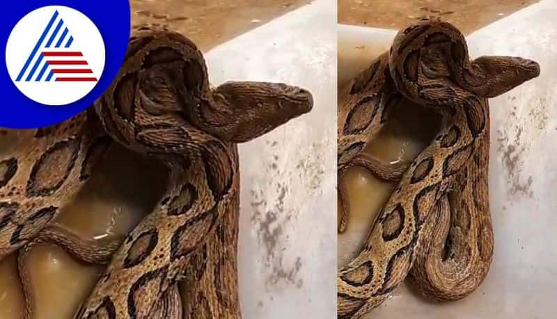 russells viper gave birth to 41 snakes in madikeri district gvd