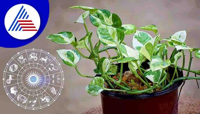  These Vaastu plants brings home luck and prosperity