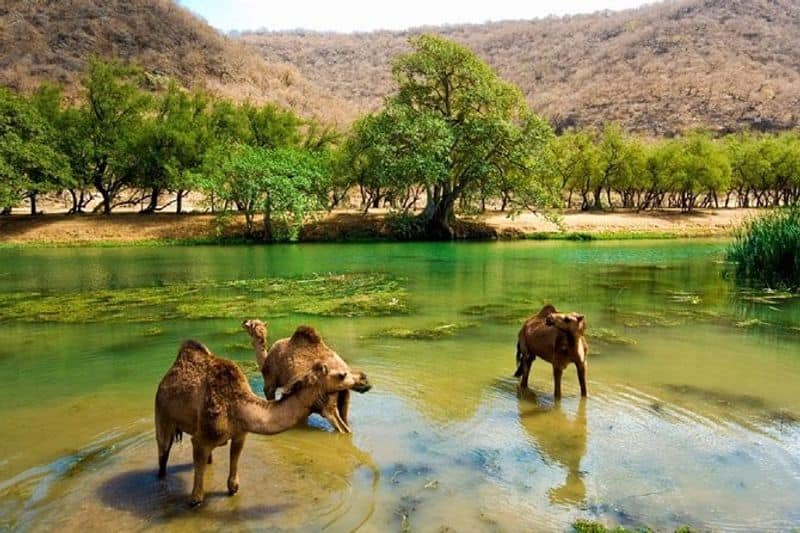 deshantharam rainy seasons in salalah by Sudheer Khan E