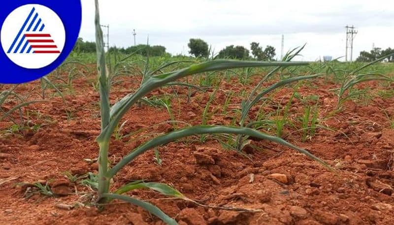 Farmers Faces Problems For Diminished Monsoon in Koppal grg