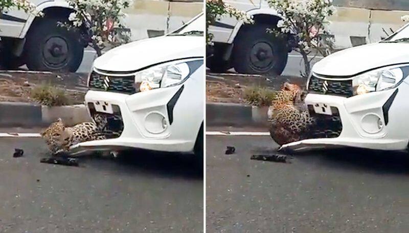 Leopard gets hit by car, escapes bruised; 'disheartened' netizens react-tgy