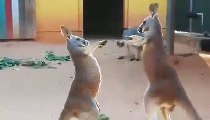 Kangaroos hand-to-hand combat in zoo takes social media by storm - gps