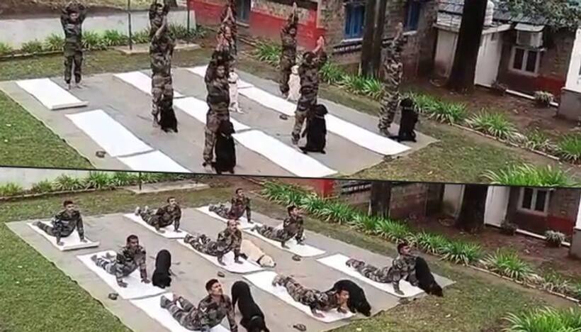 Watch: Army dogs’ adorable video while performing yoga will melt your heart