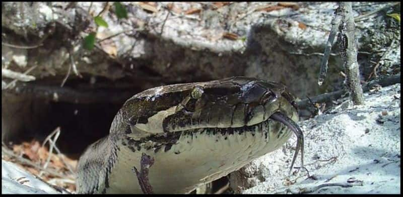 viral video: In Florida, a 5-foot alligator was discovered inside a Burmese python.