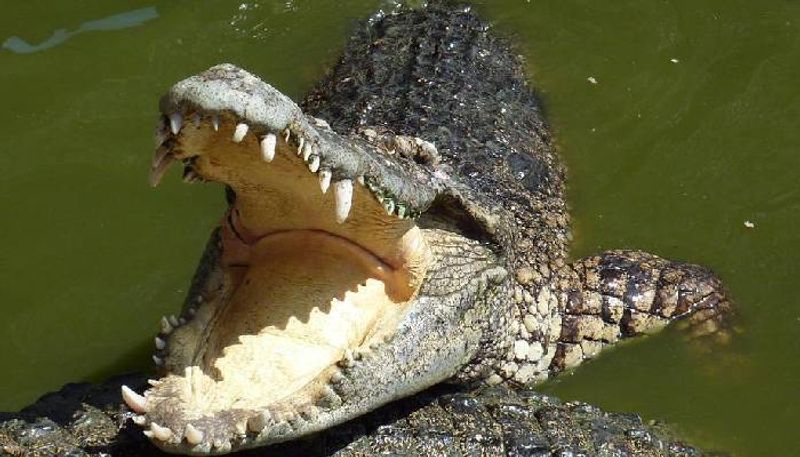 man fights off crocodile with frying pan 