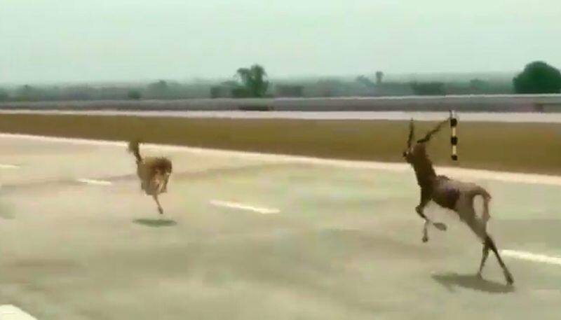 Watch Miscreants chasing blackbucks on highway angers netizens-tgy