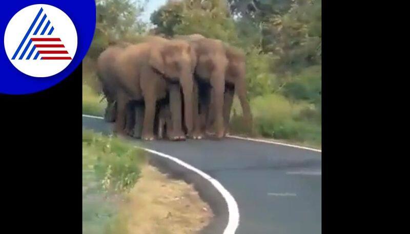 elephant herd crosses road while Bikers on road North Bengal, viral video - bsb