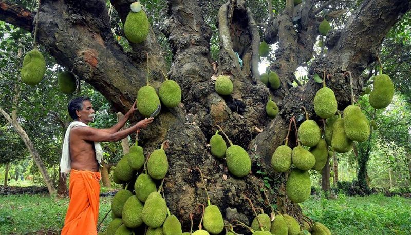 Green Jackfruit Flour Health Benefits