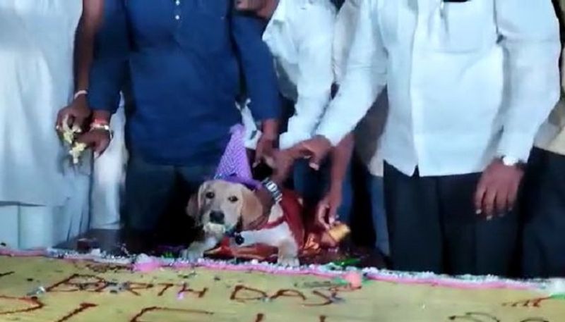 dog Birthday Party reveals Gram Panchayat Politics at Belagavi District rbj