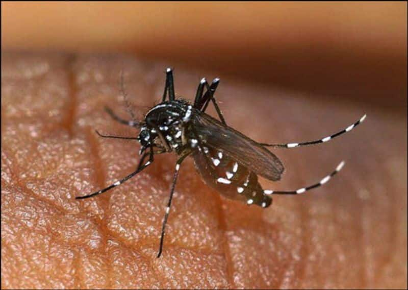 Dengue Fever Cases Increasing at Dambal in Gadag grg