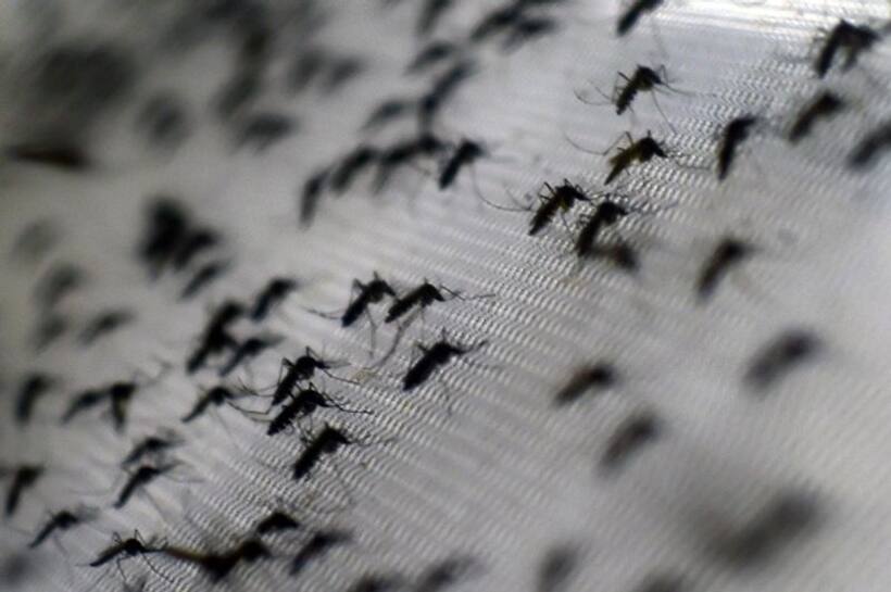 To combat Dengue surge in Delhi, MCD issues helpline numbers; check here