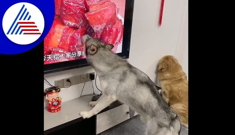 Dog licks TV screen which shows meat on screen at china akb