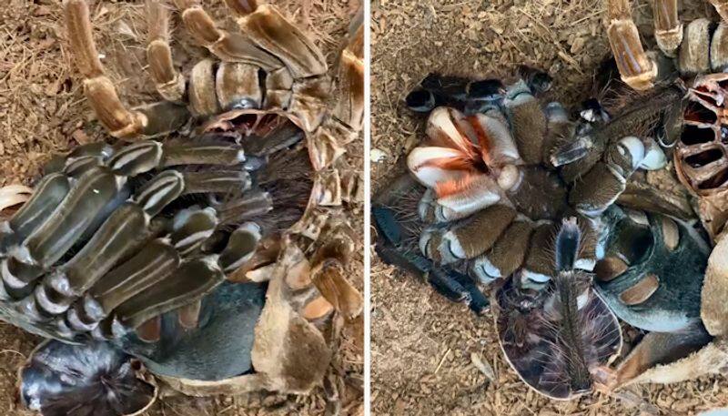 Ever seen a Tarantula shedding its bone? Watch fascinating yet creepy video-tgy