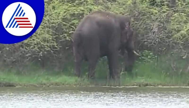 wild elephant found in chamarajanagar district near gundlupet gow