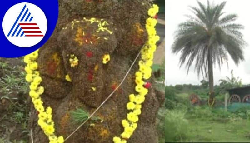 ganesha idol on phoenix sylvestris surprised by devotees in chikkamagaluru gvd