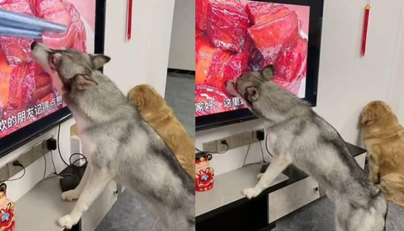 viral video in which pet dog licks tv screen while showing red meat