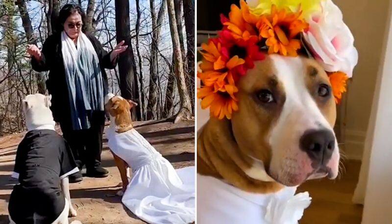 Watch Doggo couple gets married; netizens are left delighted-tgy