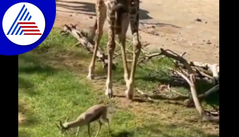 Giraffe Helps Baby Deer video goes viral akb