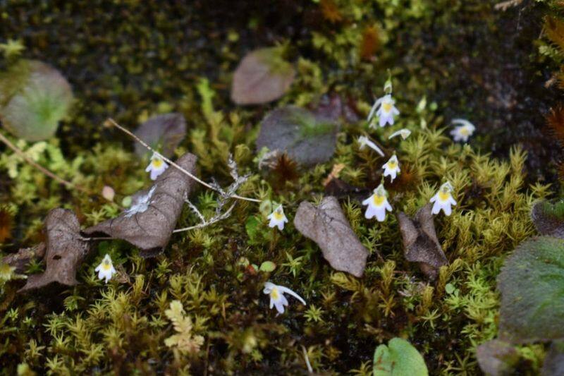 Utricularia Furcellata: Rare plant species found in western Himalayan region for first time