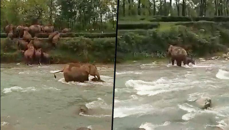 Elephant rescues calf from drowning while crossing river: watch viral video - gps