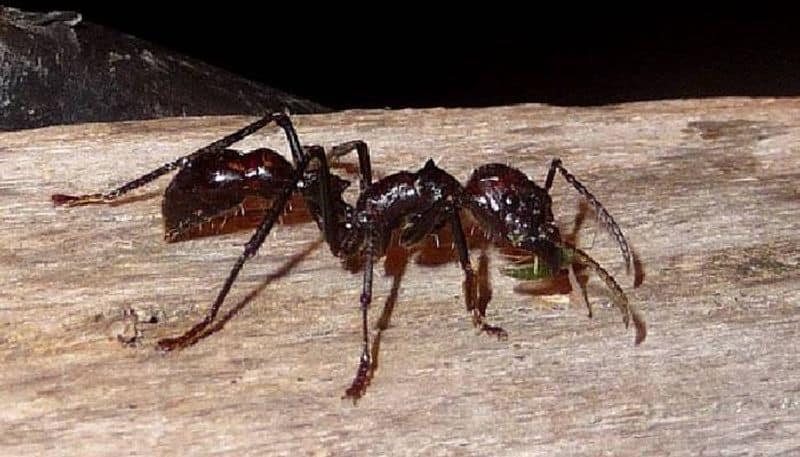 ant test among Satere Mawe tribe 