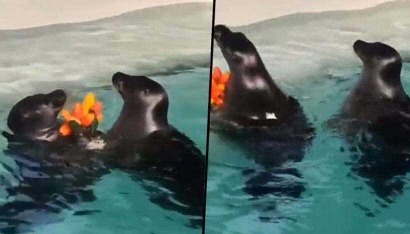 Seal presents flowers to his girlfriend: romantic video left netizens in aww