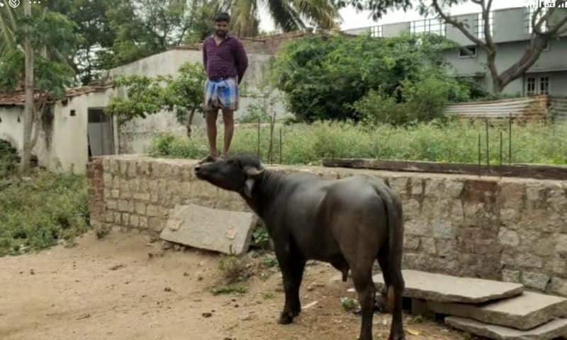 Buffalo Fallows Man Who thrash In Koppal rbj