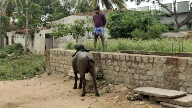 Buffalo Fallows Man Who thrash In Koppal rbj