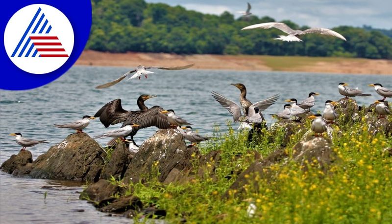 river tern birds breeding at bhadra backwater place in chikkamagaluru gvd