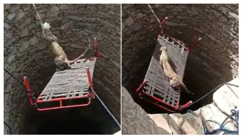 Leopard Gets Rescued From Open Well