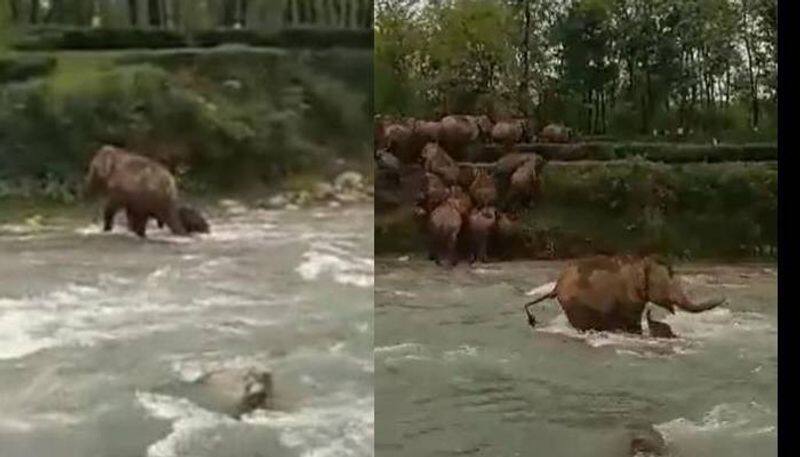 elephant saves her baby elephant from water video 