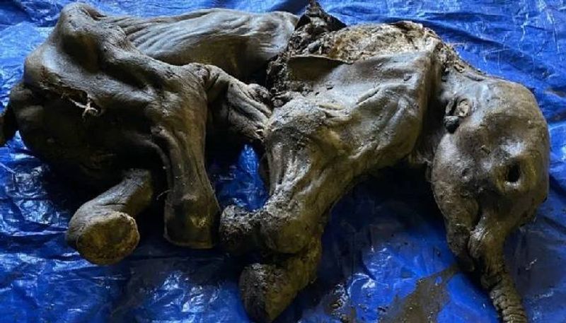 30000 year old mummified mammoth discovered